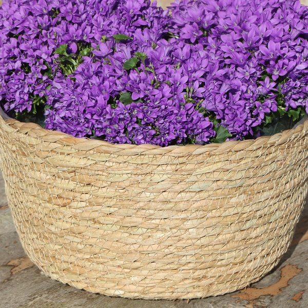 Entretien - Campanule (Campanula addenda) : Guide pratique - La Green Touch