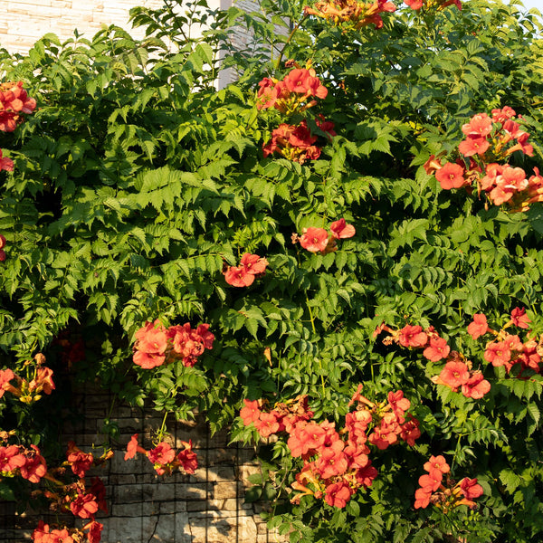 Entretien - Clématite (Clematis montana) : Guide pratique - La Green Touch