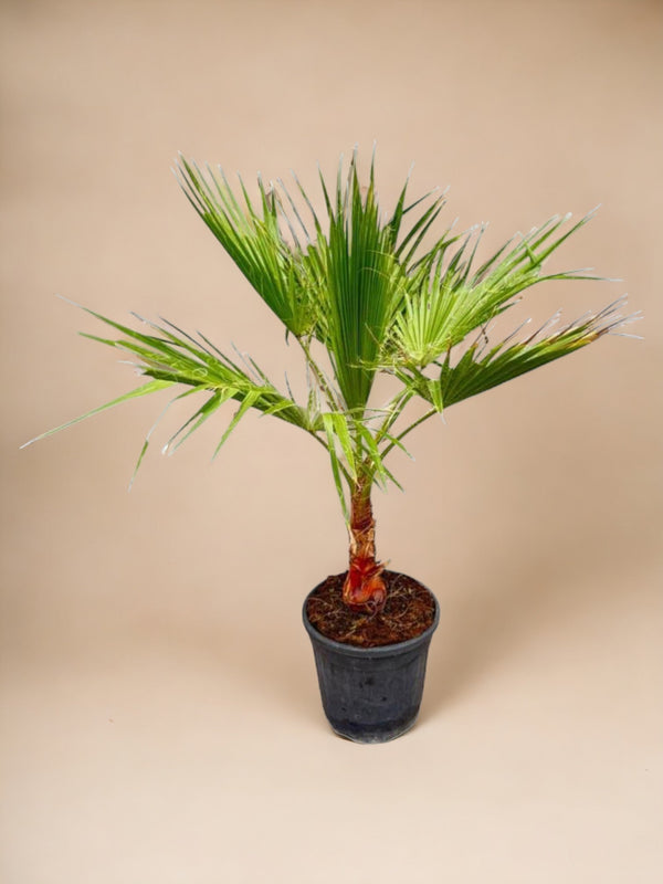 Entretien - Palmier Robusta: Guide pratique - La Green Touch