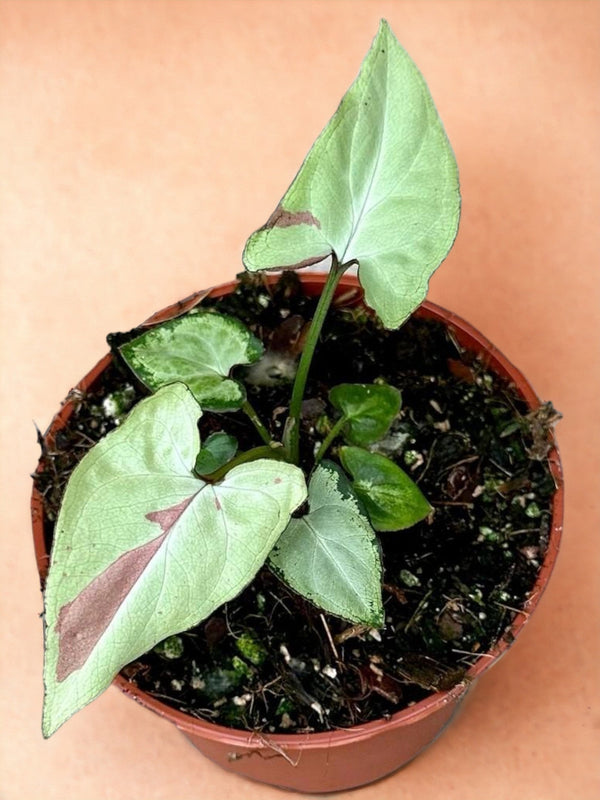 Entretien - Syngonium Strawberry Milk: Guide pratique - La Green Touch