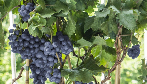 jardin gourmand