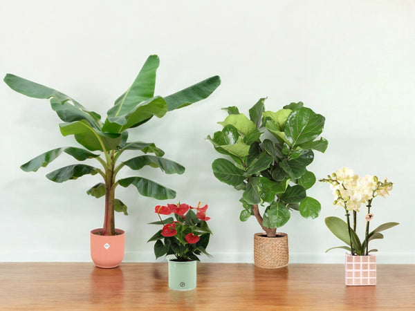 Planter + Krukker