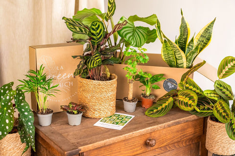 Plantekasse