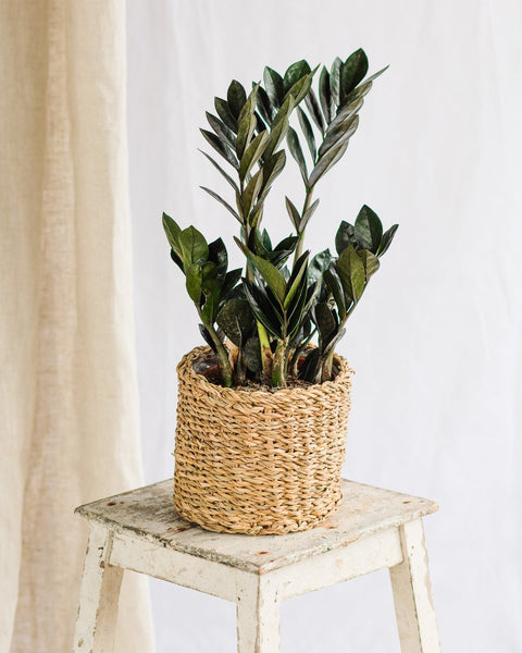 Plantes d'ombre