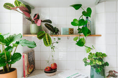 Quelle plante pour ma cuisine ? - La Green Touch