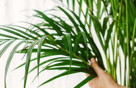 Plantes pour salle de bain