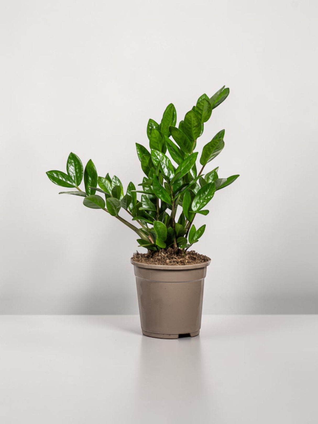 Zamioculcas Zamiifolia Ø17cm - ↕40-50 cm
