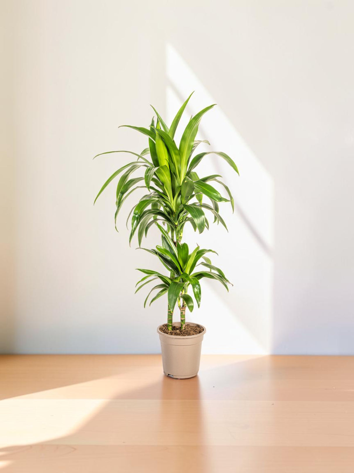Dracaena Deremensis Lisa Ø19cm - ↕70 - 90cm