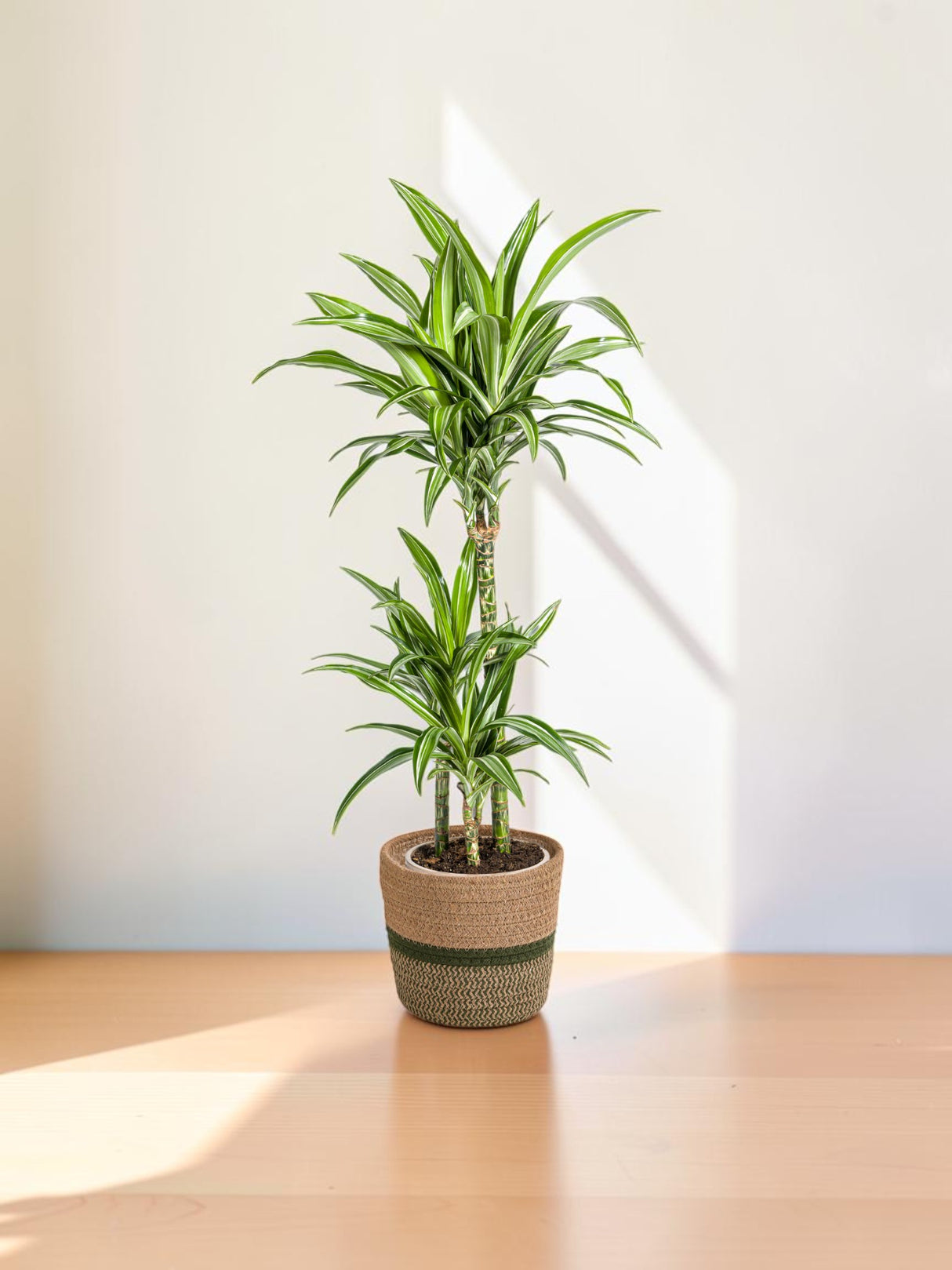 Dracaena Deremensis White Stripe met mand Ø21cm - ↕90 - 110cm