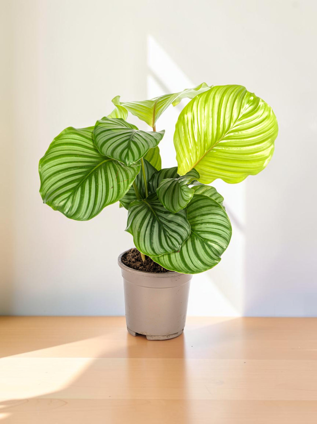 Calathea Orbifolia Ø17cm - ↕40 - 50cm