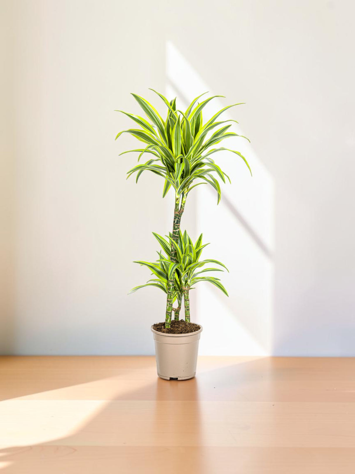 Dracaena Deremensis Lemon Lime Ø21cm - ↕90 - 110cm