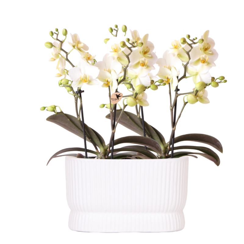 Duo d'orchidées Lausanne blanches en cache-pot Diabolo Twin - H 35 cm, pots Ø9 cm