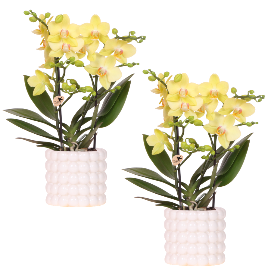 Orchidées Phalaenopsis jaunes Blossom Albenga - lot de 2 en cache-pots Poppy blancs - H 40 cm, pot Ø9 cm