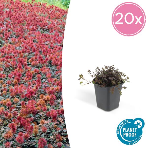 Acaena Microphylla (Acaena microphylla) 'Kupferteppich' - vue 14