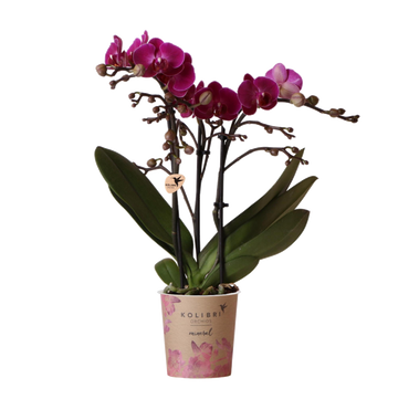 Lilla orkidé og dens urtepotte - h35cm, Ø9cm