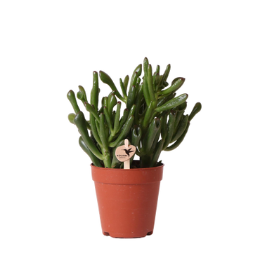 Crassula Hobbit h18cm - sukkulent
