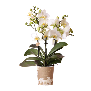 Hvid orkidé - Ø9cm - indendørs plante