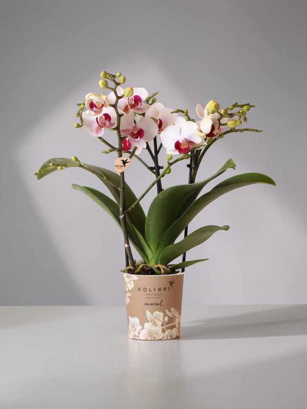 Hvid og lyserød orkidé - Ø9cm - indendørs plante