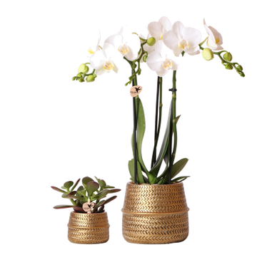Duo White Phalaenopsis Orchid og Crassula Ovata og deres guldkeramiske plantekasser