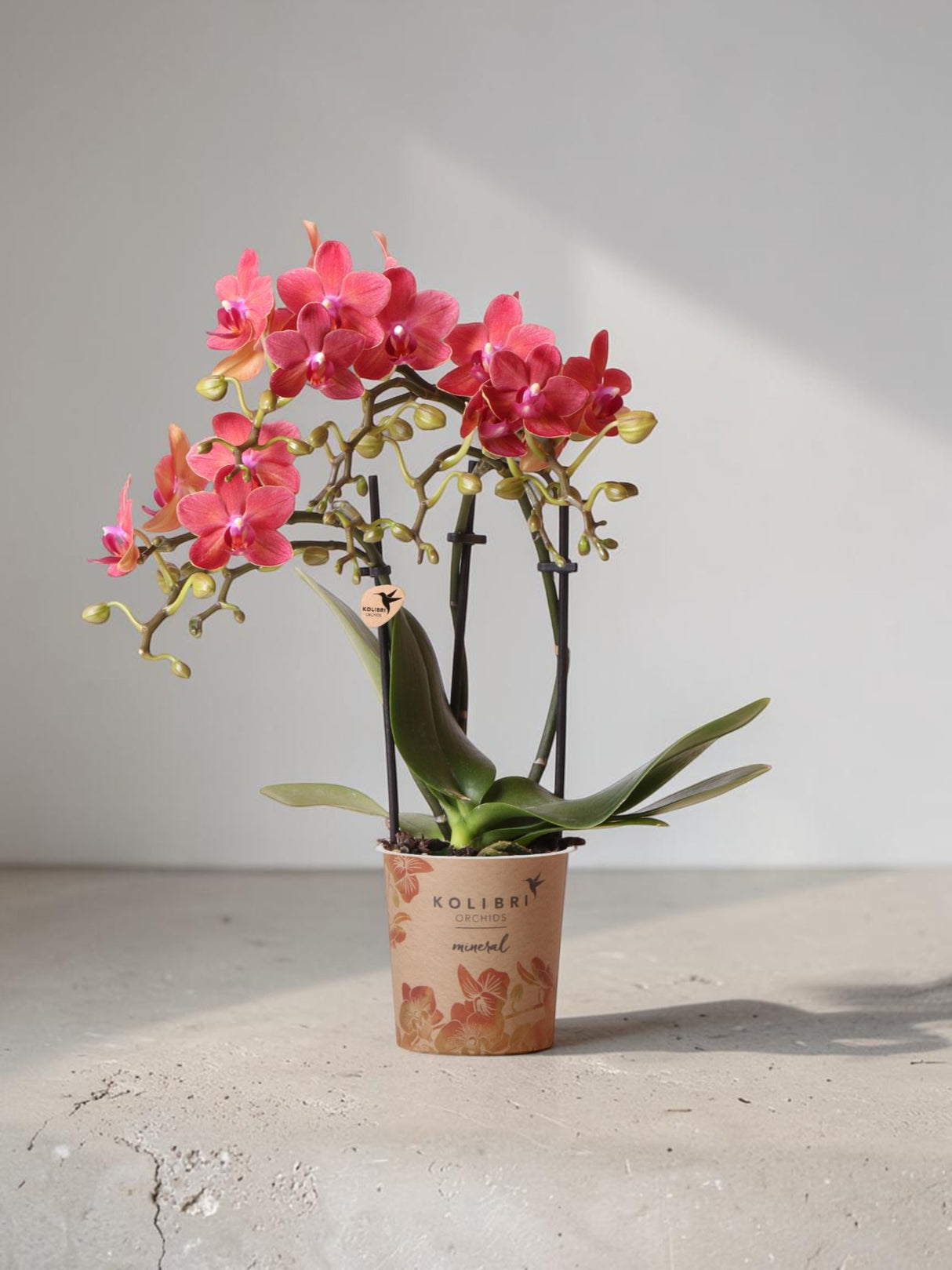 Rød Phalaenopsis orkidé - Congo - blomstrende stueplante