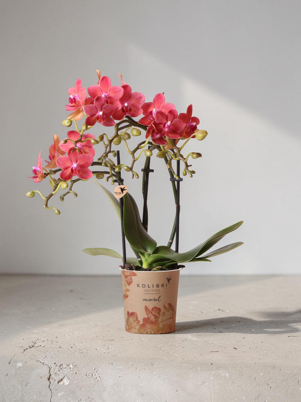 Rød Phalaenopsis orkidé - Congo - blomstrende stueplante