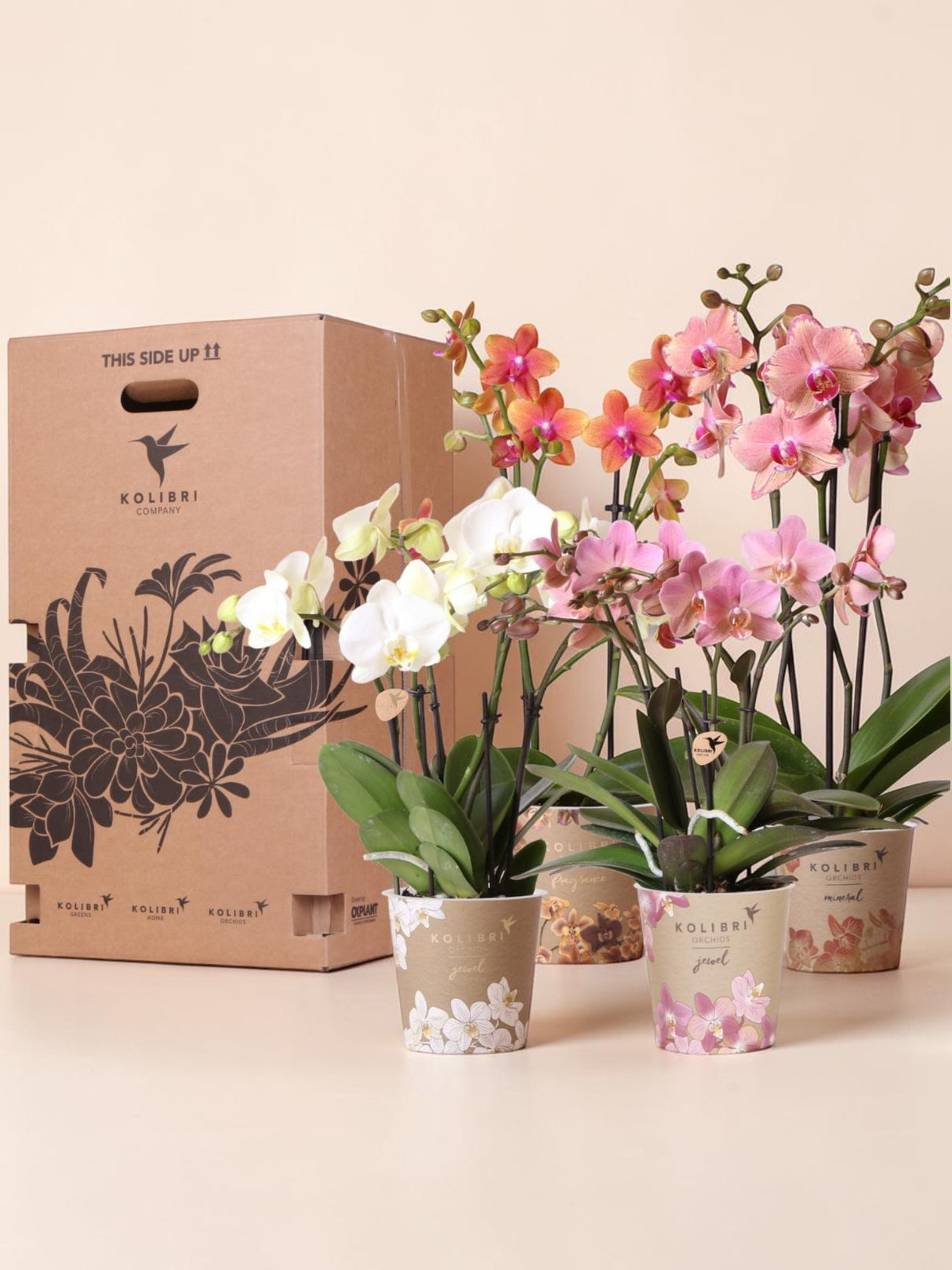 Orchid Surprise Box - 4 varianter
