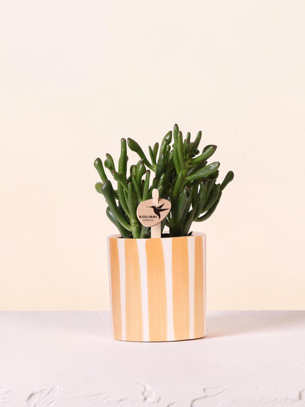 Sukkulent Crassula Hobbit + gryde Malet Stripe orange