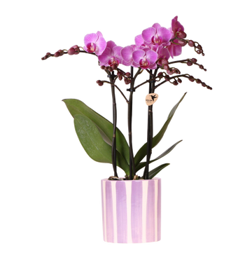 Lilla phalaenopsis orkidé 'Vienna' + lilla stribet potte