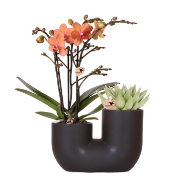 Orkidé og sukkulent i Black Pot Design