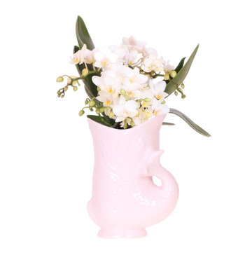 Kolibri orkideer | Witte orkidé 'Nazaré' + Fiskegryde pink - potmaat Ø9cm | bloeiende kamerplant - vers van de kweker