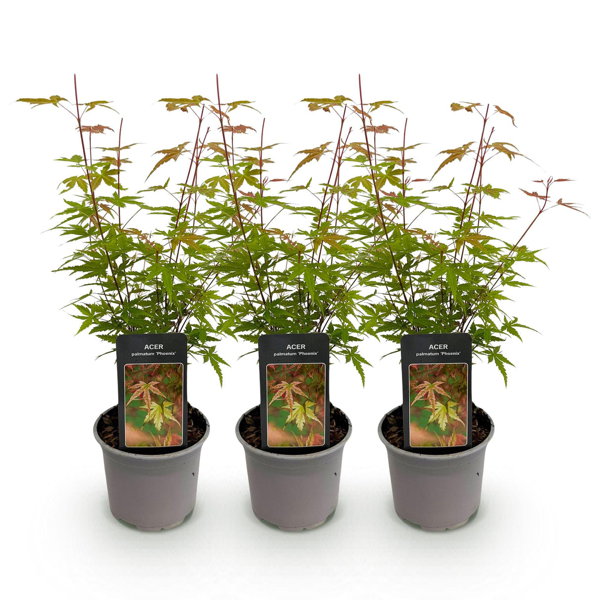 Livraison plante Acer palmatum Phoenix – Lot de 3 – Pot 12 cm