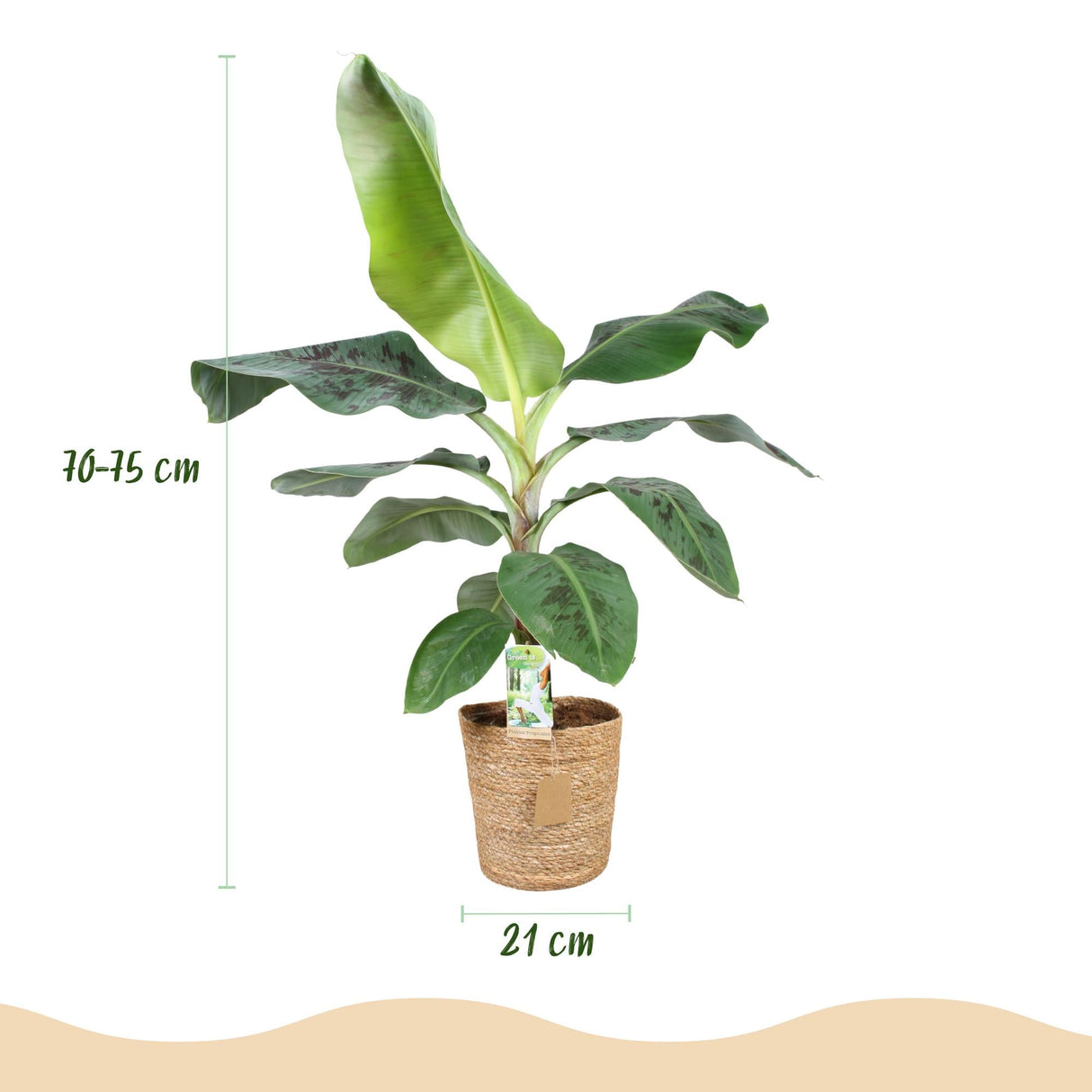 Livraison plante Bananier Cavendish et panier H70 cm