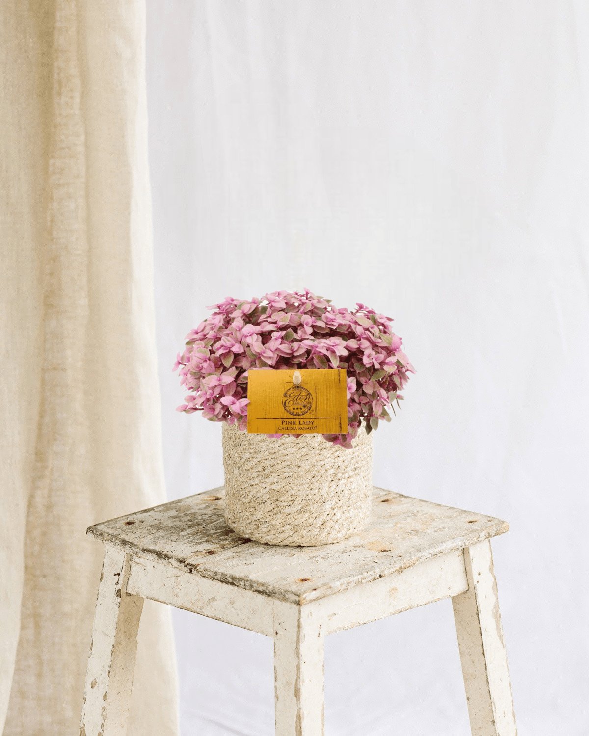 Livraison plante Callisia Rosato