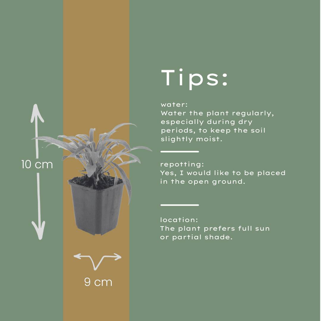 Livraison plante Campanule Coerulea