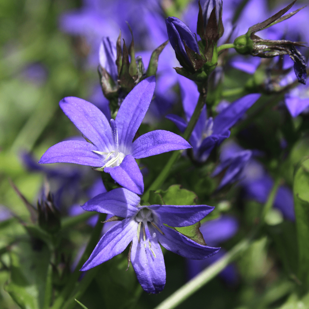 Livraison plante Campanule poscharskyana