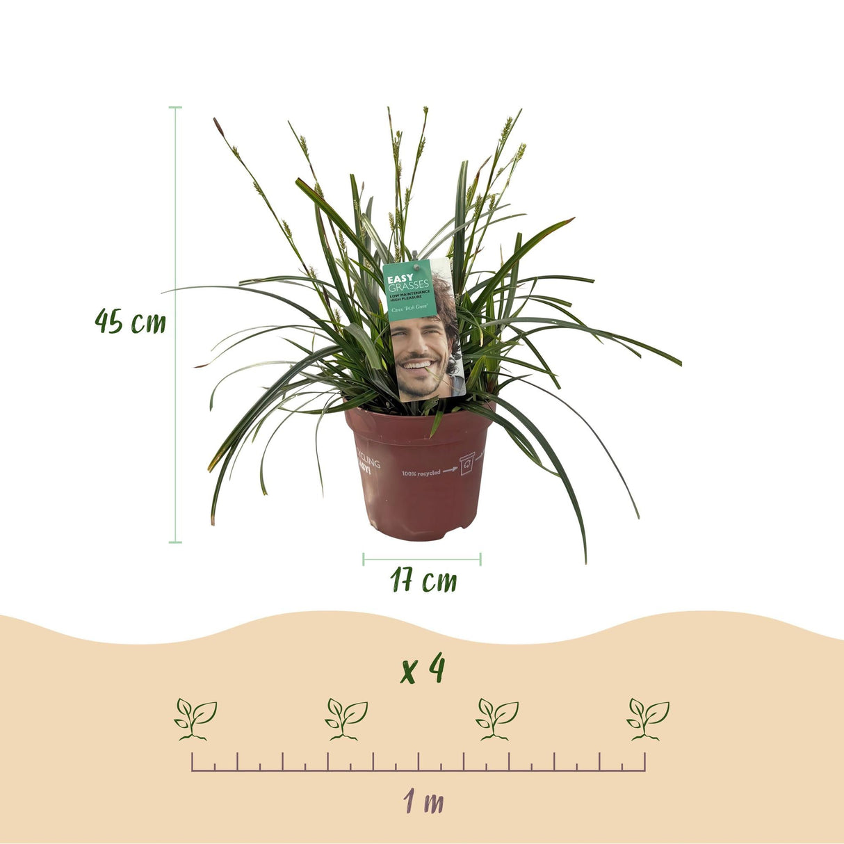 Livraison plante Carex oshimensis Intense Green – Pot 17 cm – Hauteur 50 cm
