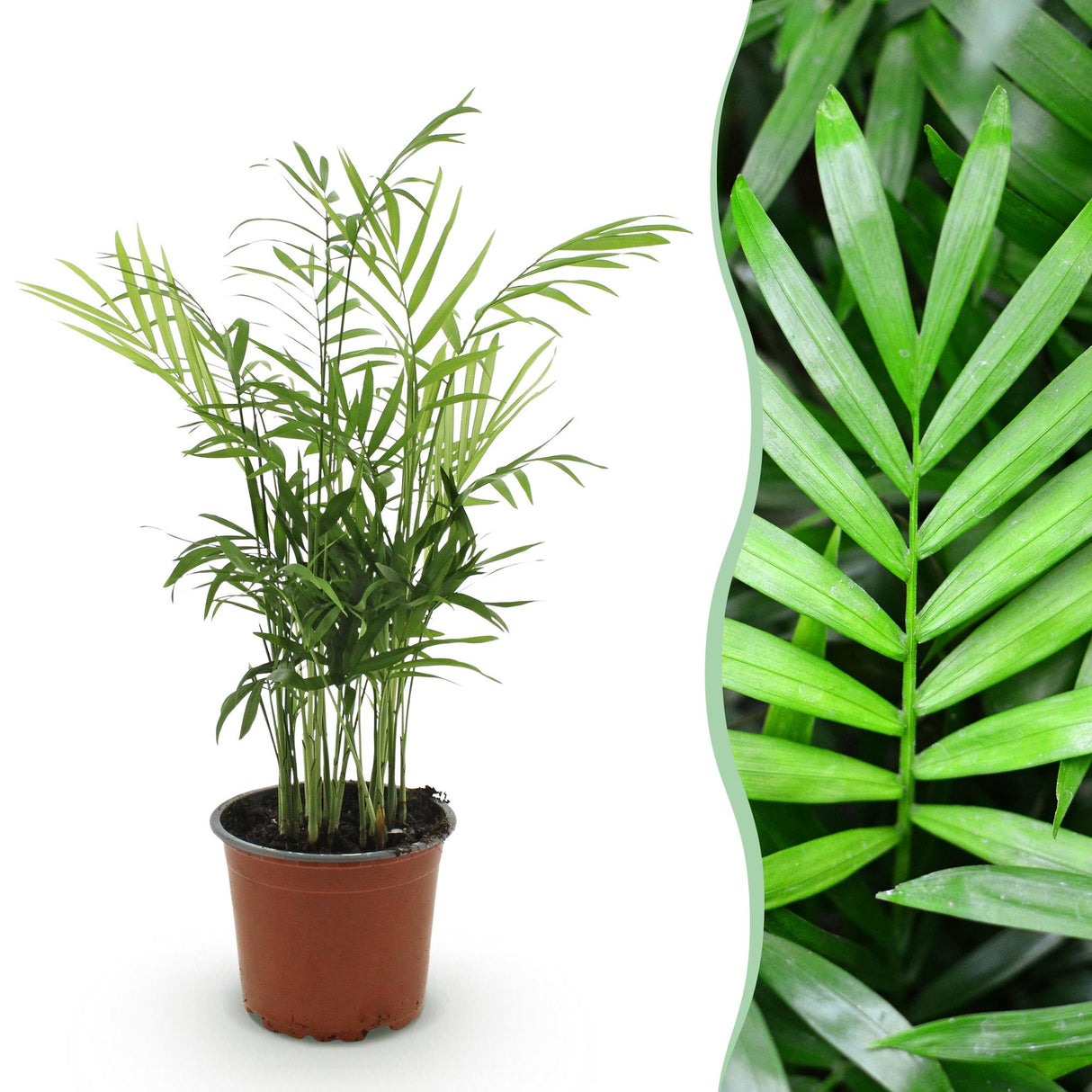 Livraison plante Chamaedorea elegans