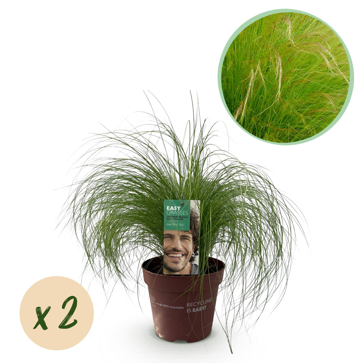 Livraison plante Cheveux d'ange Pony Tails