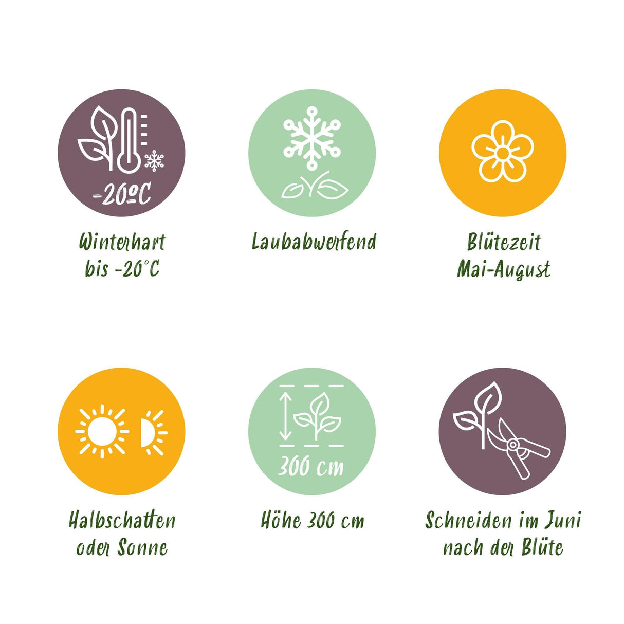 Livraison plante Clématite The President – Lot de 2 – Hauteur 40 cm