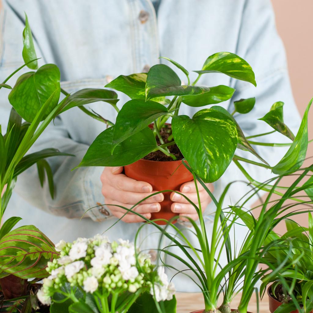 Livraison plante Coffret – Plantes seconde vie