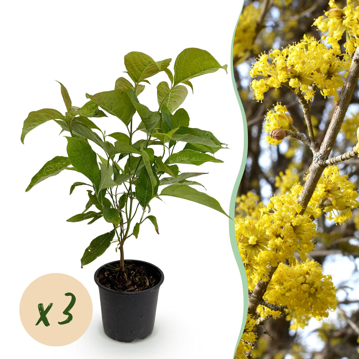 Livraison plante Cornouillers mas x1