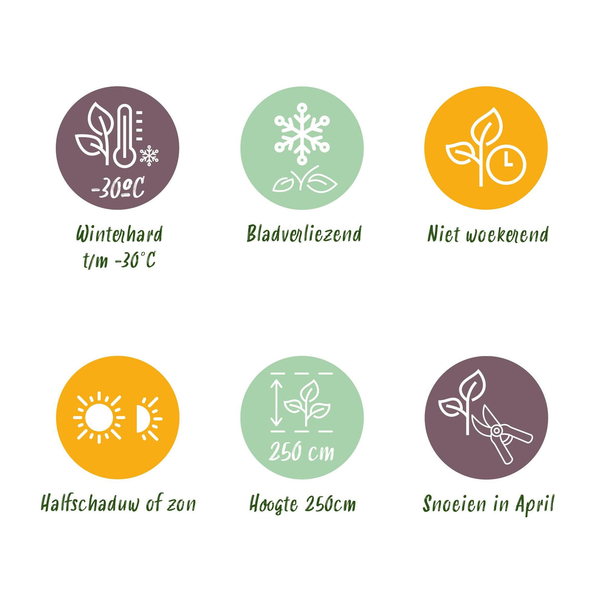 Livraison plante Cornus alba Kesselringii – Pot 17 cm – Hauteur 45 cm