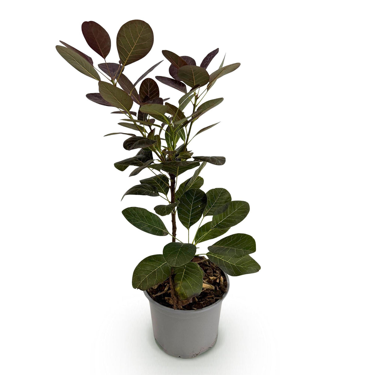 Livraison plante Cotinus coggygria Royal Purple – Pot 12 cm – Hauteur 35 cm