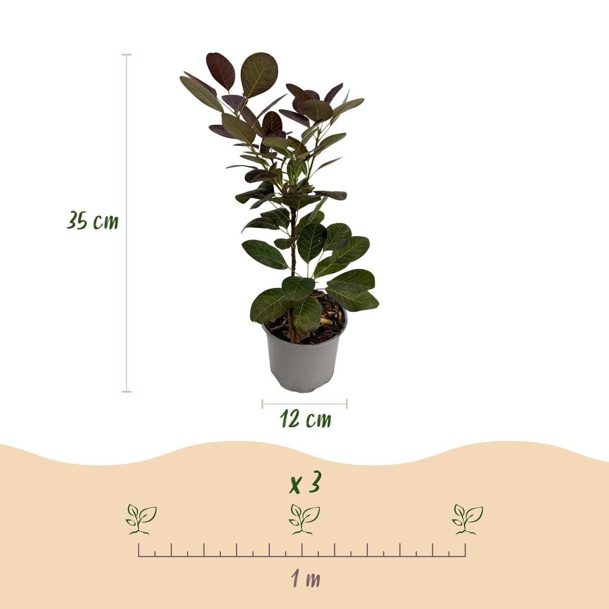 Livraison plante Cotinus coggygria Royal Purple – Pot 12 cm – Hauteur 35 cm