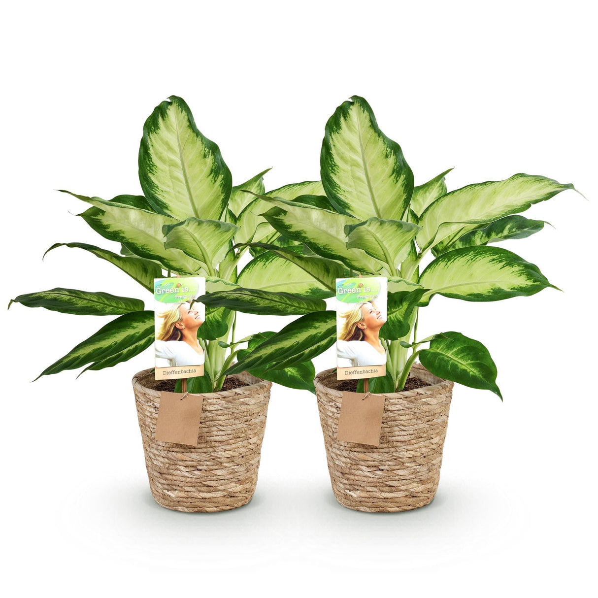 Livraison plante Diefenbachia Camilla – Lot de 2 – Pot 17 cm