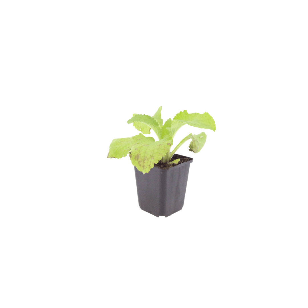 Livraison plante Digitale pourpre