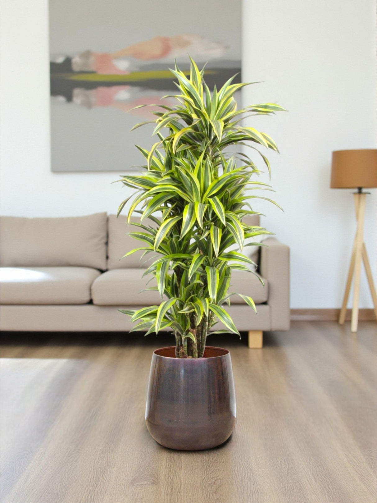 Livraison plante Dracaena Lemon Lime