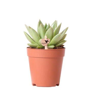 Echeveria Miranda h13cm - indendørs sukkulentplante