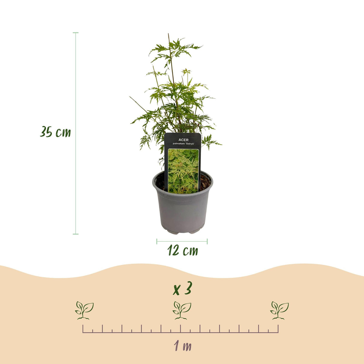 Livraison plante Érable du Japon Seiryu – Pot 12 cm – Hauteur 35 cm