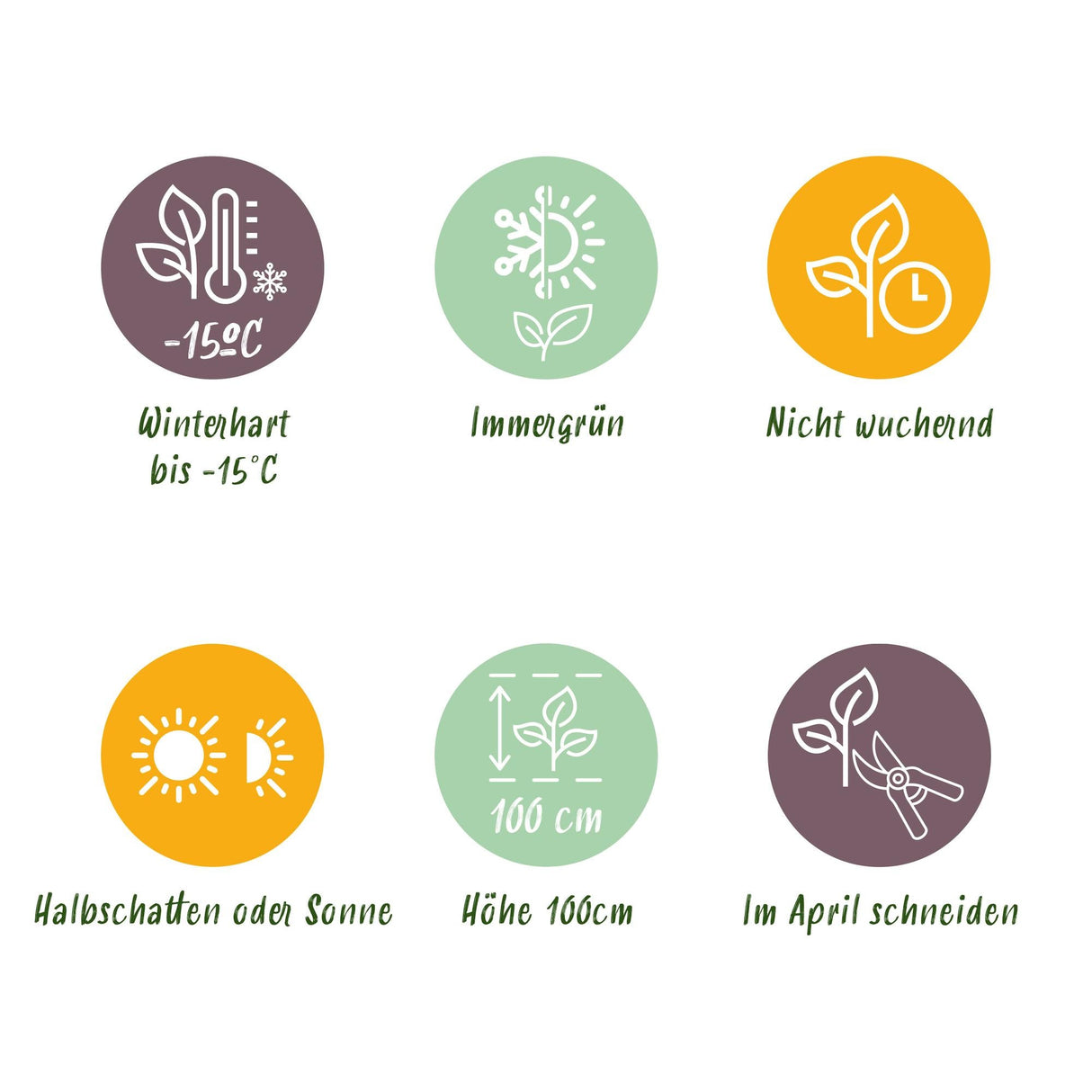 Livraison plante Euonymus japonica Green Spire – Lot de 6 – Hauteur 40 cm